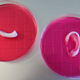 Ears, ready for transplant. IMAGE: Wake Forest Institute for Regenerative Medicine